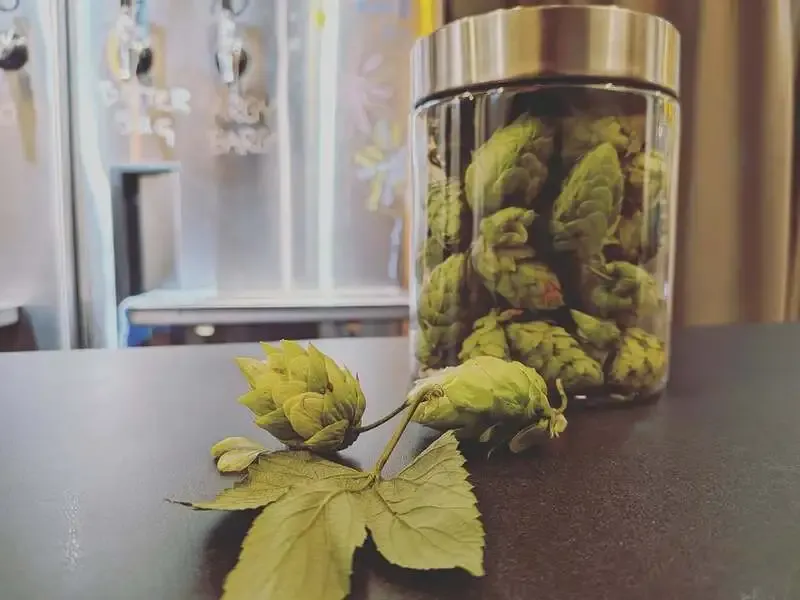 Fresh Hops Arrive at Bibibi. in Daikanyama; Today's Tap List Updates