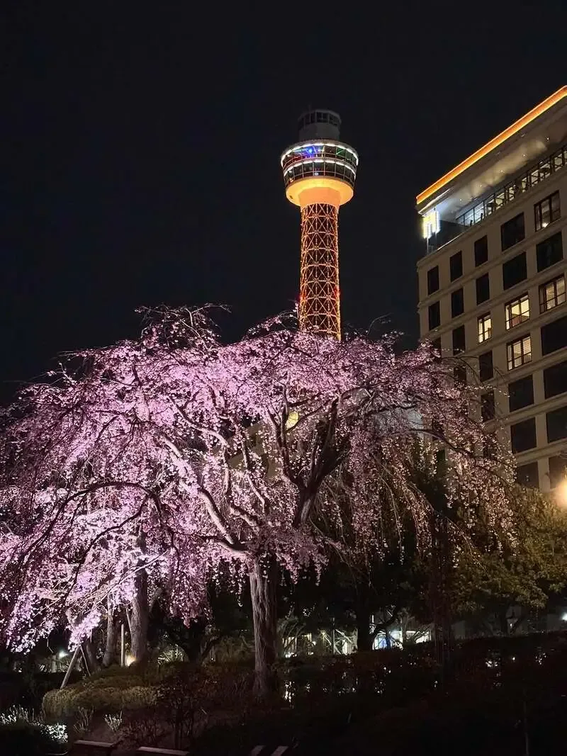 Sakura Taps、3月25日の8タップ公開 Daybreakerは残りわずか