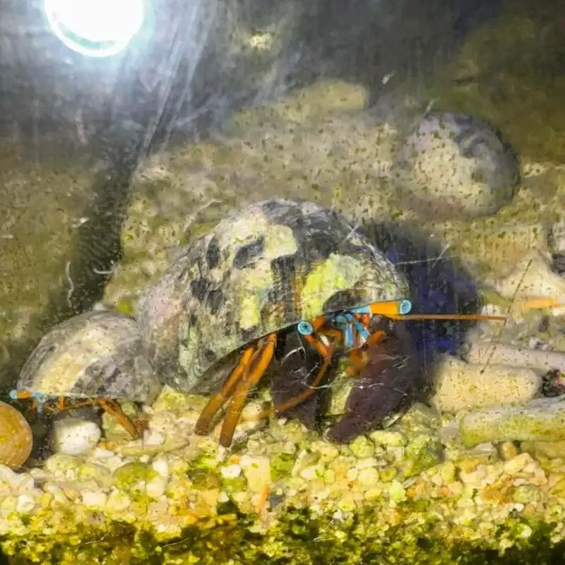 CraftBeer Bar BRONXで城端麦酒「GOLDEN SPARK」など2種が開栓