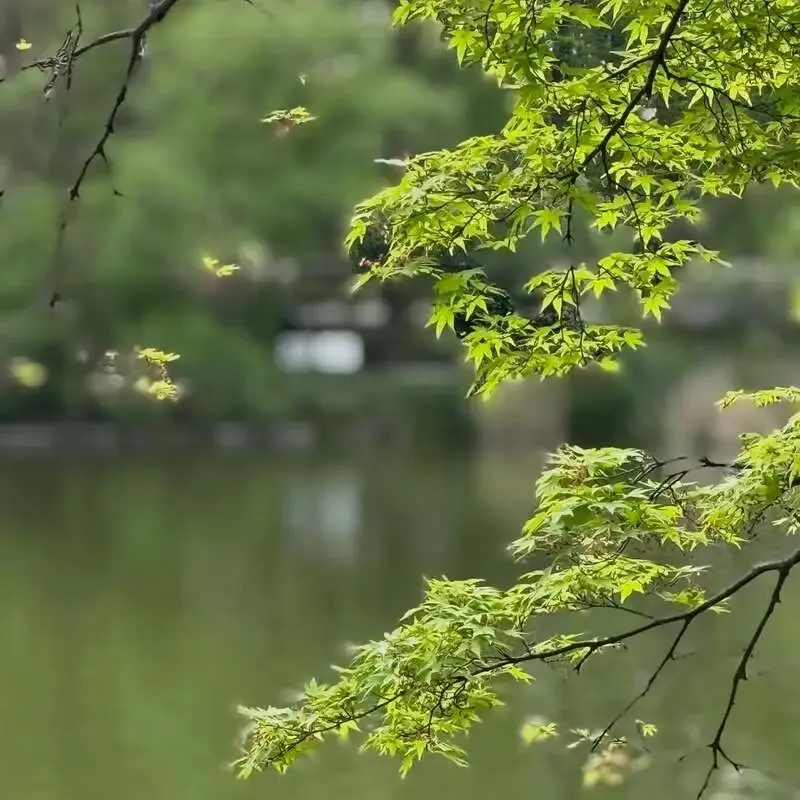 武蔵小杉のProgress、4月16日にHOPKOTAN Brewing「IN THE NAME OF KRUSH」を案内