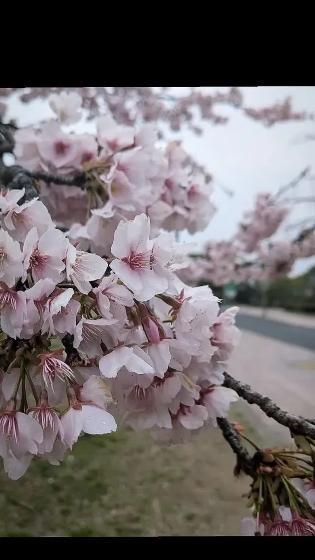 難波「あるか→アるか」3/19の9タップ発表、13 Red Aleなど開栓