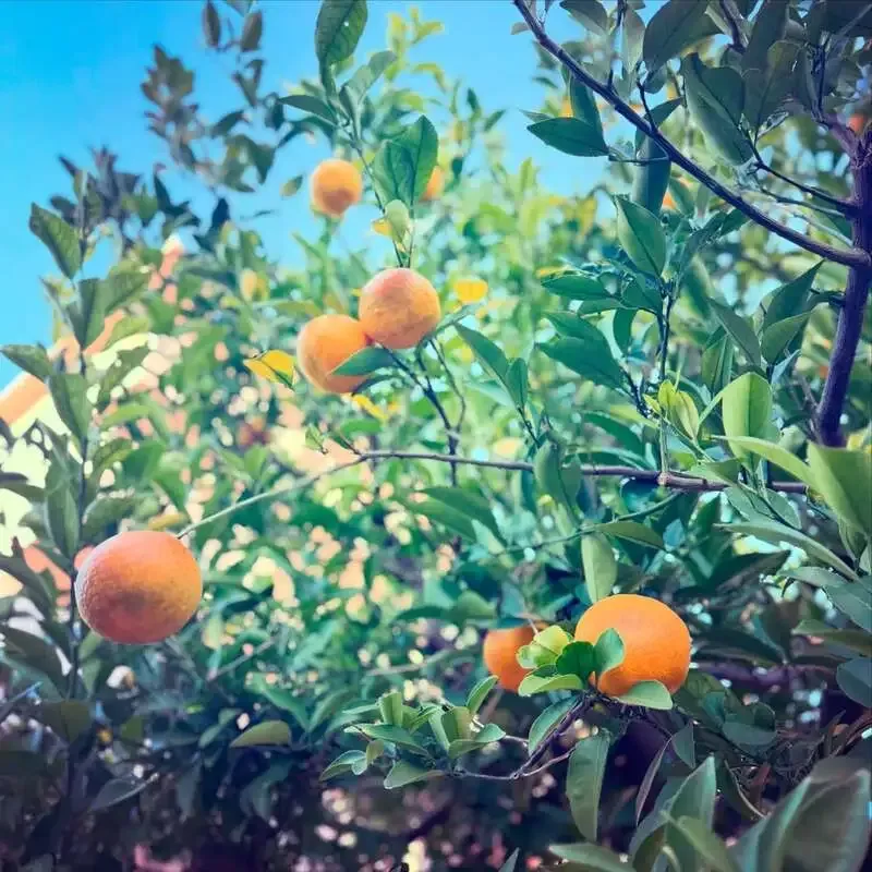 Otako Beer Brewery introduces seasonal Amanatsu Hazy citrus IPA