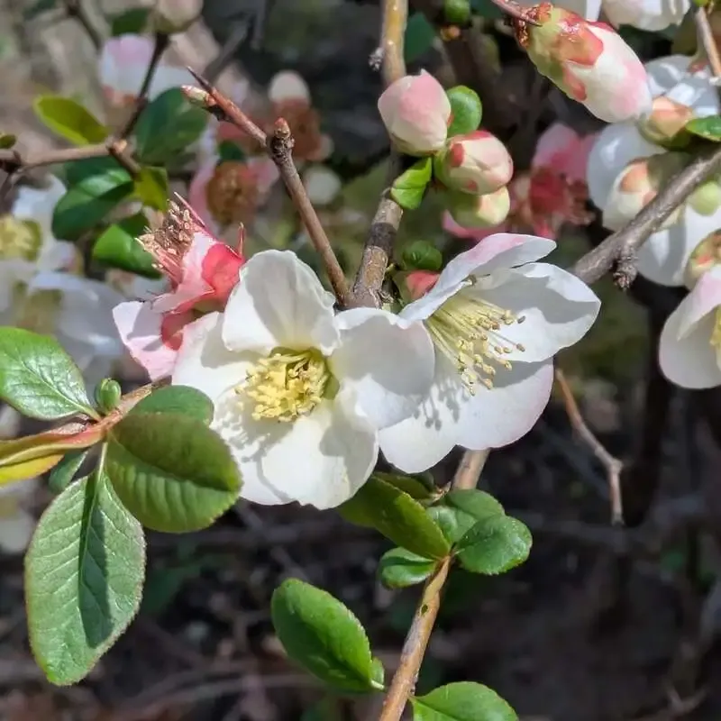 スロースハウス、3月22日投稿で春の空気感と最新タップ更新を発信