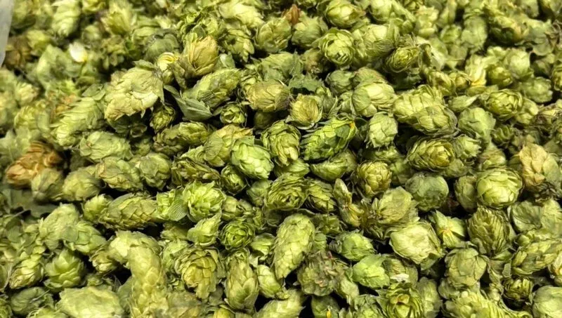 Miura Brewery、上富良野産ホールホップのペールエールを醸造中