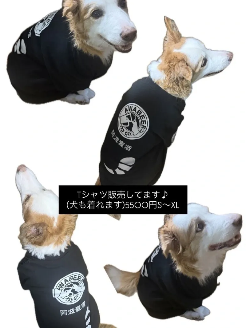 Yoidori in Tokushima Introduces a T-Shirt That Dogs Can Wear Too