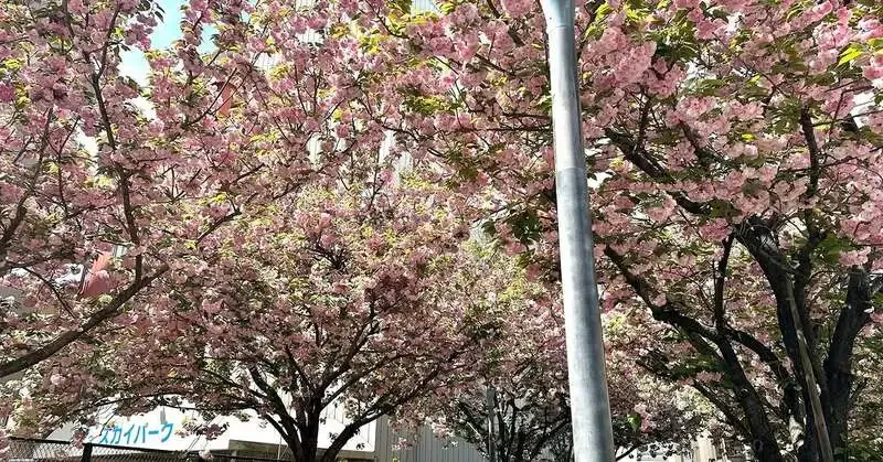 クラフトビアスポット ハトホルで伊勢角屋麦酒の新規2樽が開栓、八重桜も見頃