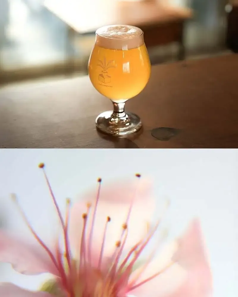 Cycad Brewingで春限定セゾン「Hanami」が新規開栓