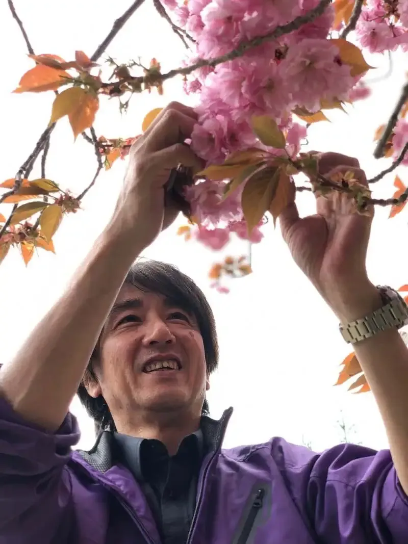 サンクトガーレン、春限定「さくら」で八重桜の仕込み背景を紹介