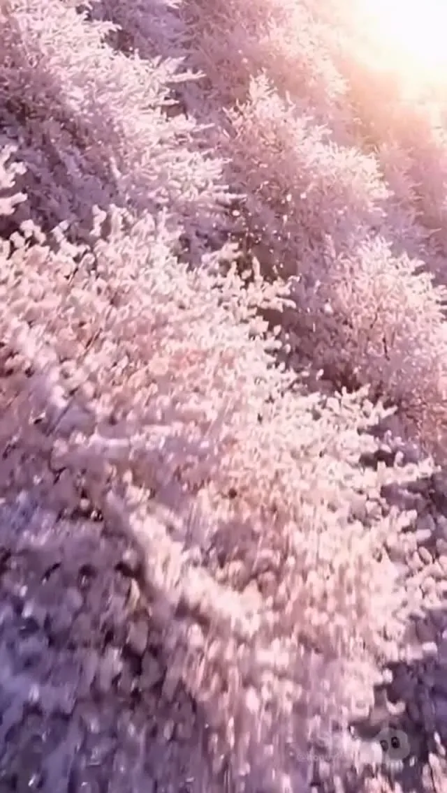 フォレストブルーイング、柚子と山椒の限定白ビール「SHIJUKARA」を発売