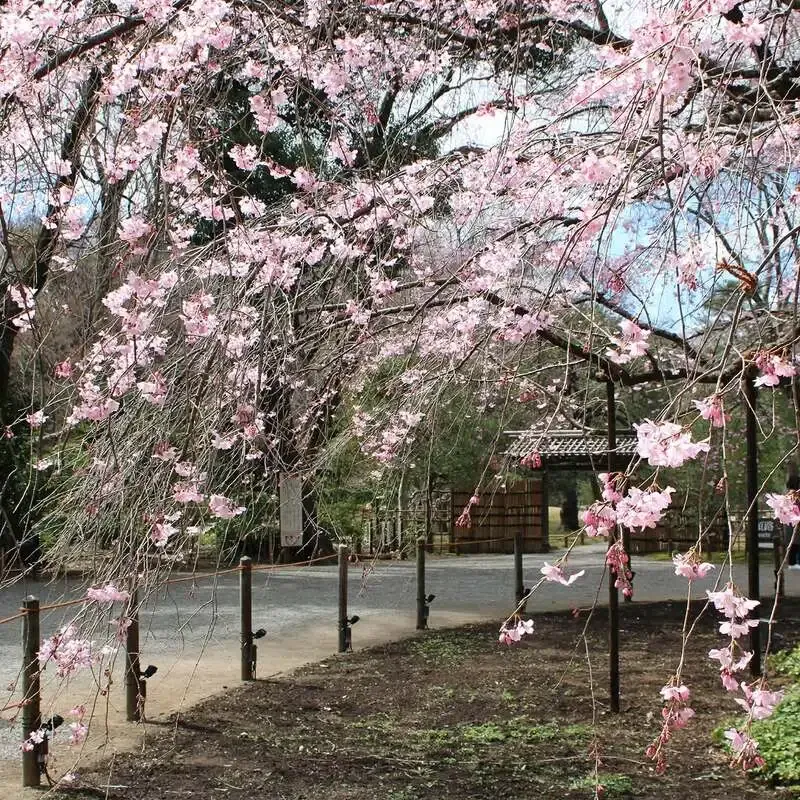 蔵くらで大山ビール「ピルスナー」新規開栓、六義園の桜時期に昼呑み営業