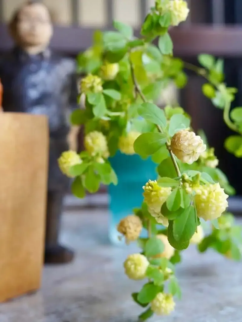 ビアパブイシイ、常陸野ネスト「ネストラガー」など8種のタップリストを公開