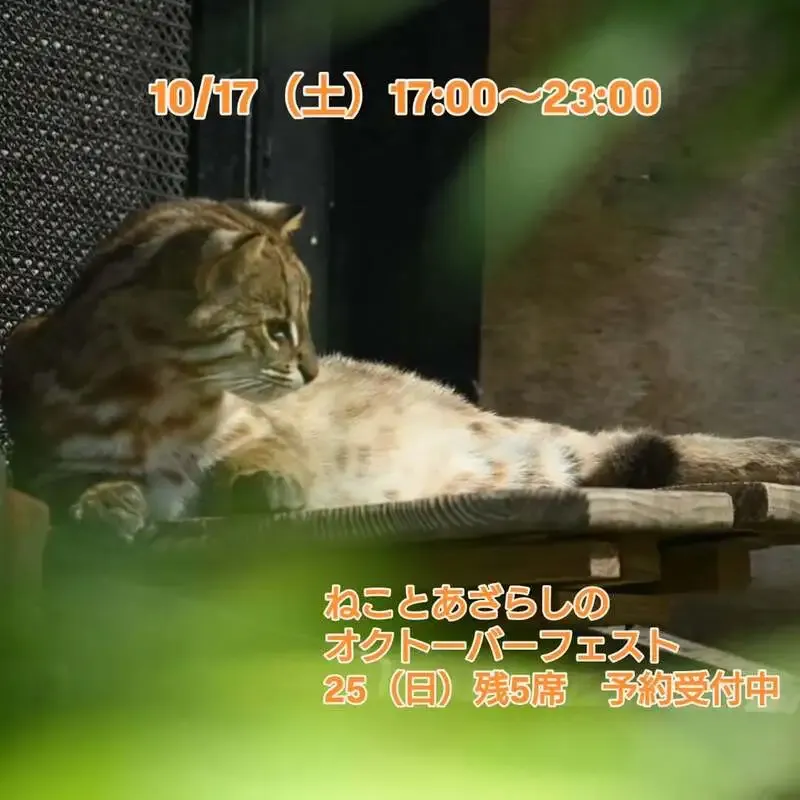 三鷹「ねことあざらし」で10種のクラフトビールが登場、10月17日17時から営業