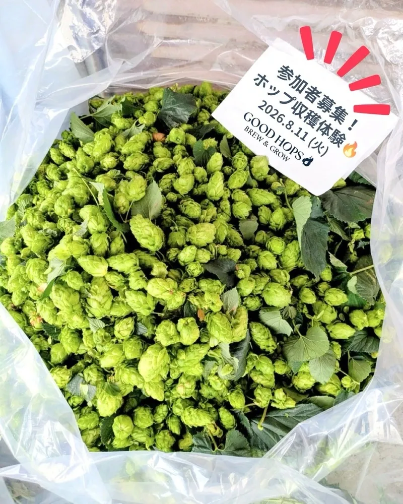 GOOD HOPS、8月11日にホップ収穫体験イベントの参加者を募集
