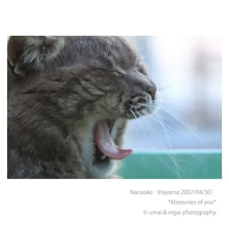 15brewery、4月18日は18時開店　翌19日のMARKET251出店準備で短縮営業