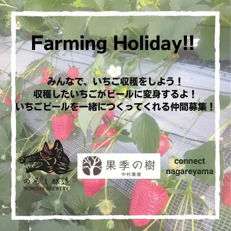 Noroshi Brewing and Nakamura Farm Kaki no Ki to Hold a Strawberry Beer Brewing Event on May 9