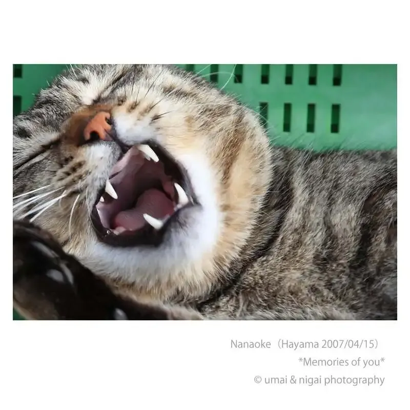 15brewery、4月12日の量り売りタップに5種を接続