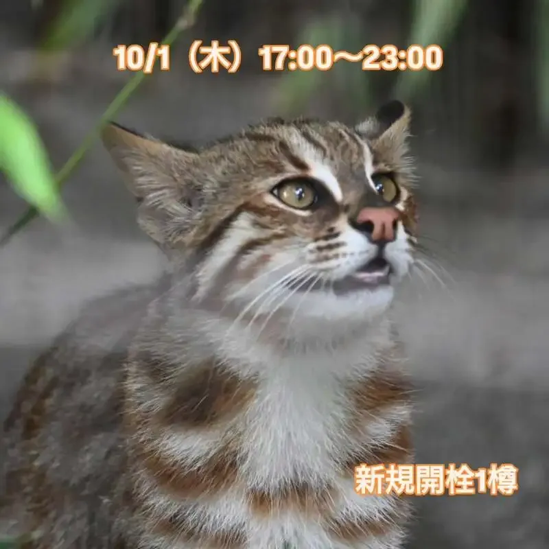 三鷹・ねことあざらしで横浜ビール「ペールエール」が開栓