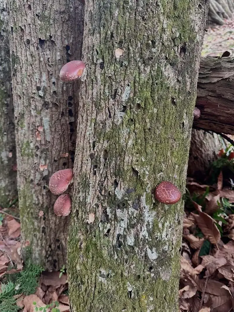 黄昏リリー、宇宙MASTERなど3種開栓と週末営業情報を更新