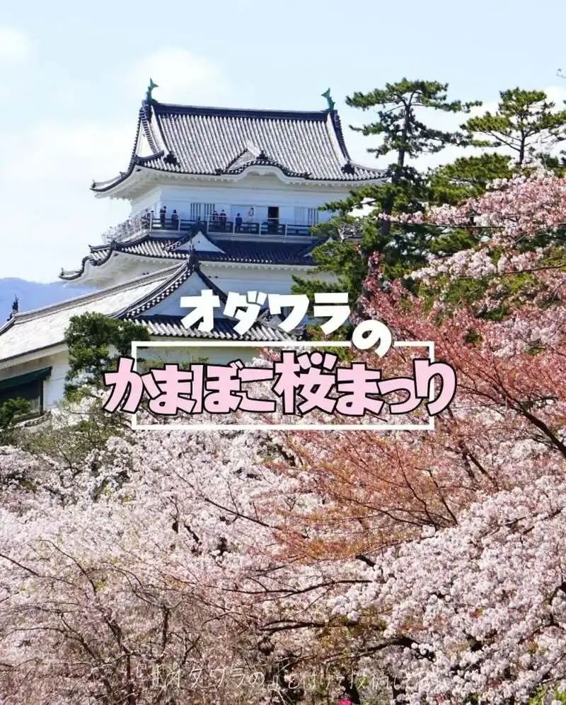 ゴウラブリュワリーアンドグリル、第30回小田原かまぼこ桜まつり出店を告知