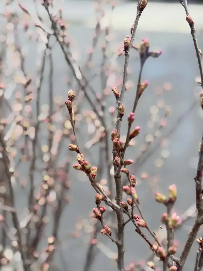 GRILLMANでTall Boys×DD4DのヘイジーIPA開栓、3/20花見予約も受付中