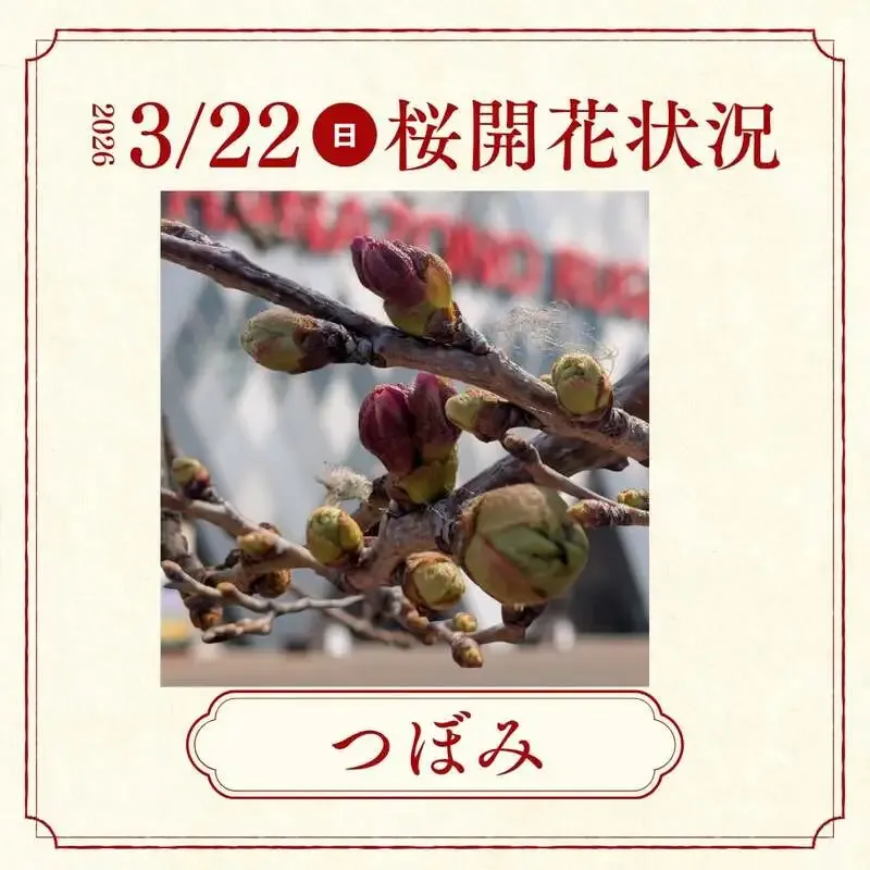 花園クラフト、花園の桜便りと季節限定2種の桜ラガーを発信