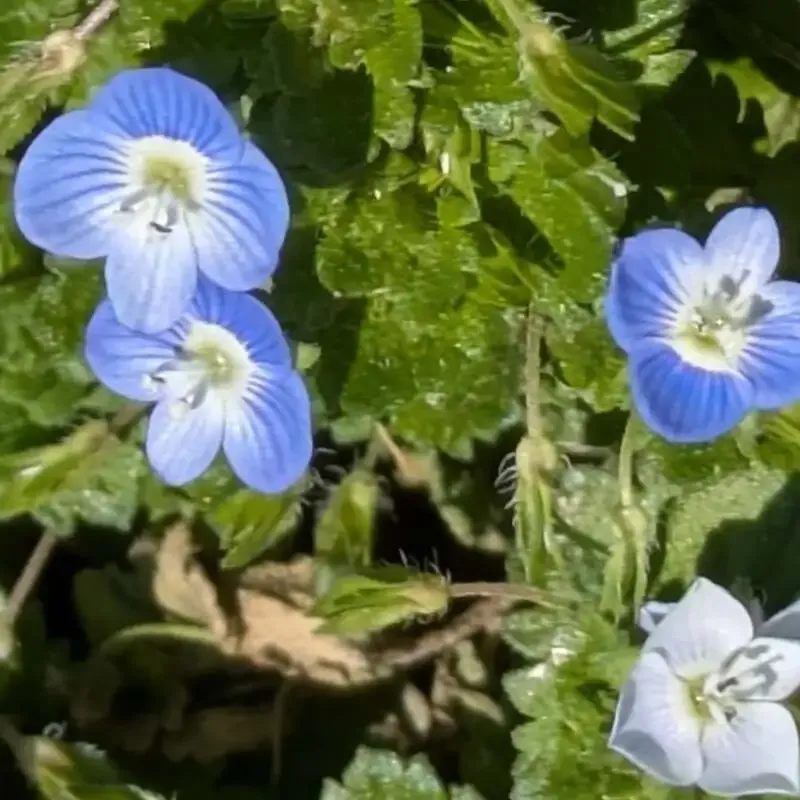 スロースハウスで7タップ提供、桃エールやDDH Hazy IPAが開栓