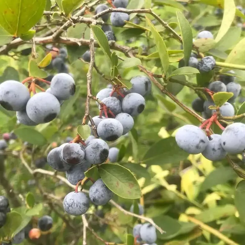 さかい河岸ブルワリーで「MIYATA BERRY」特別熟成版が限定リリースへ