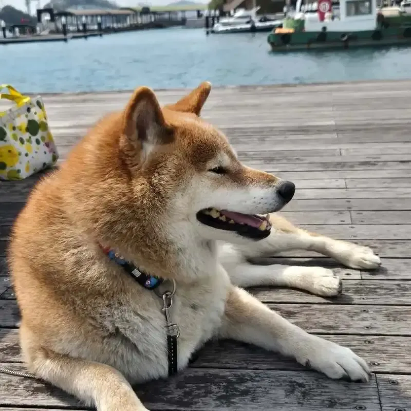 尾道ブルワリーで3月20日営業、7タップ提供と「いりこラオホ」残数わずか