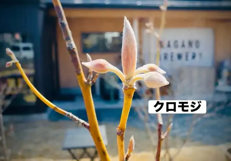 長野ブルワリー、春告げる「クロモジビール」を来週末発売へ