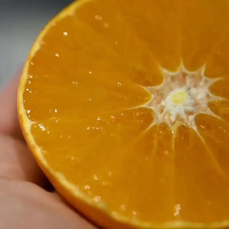 ごごしまビアファーム、媛まどんな使用の冬季Hazy Pale Aleを公開