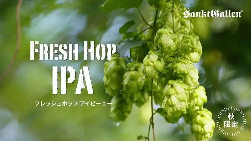 Sanktgallen Fresh Hop IPA tapped at Beer House Hobbit in Hirakata