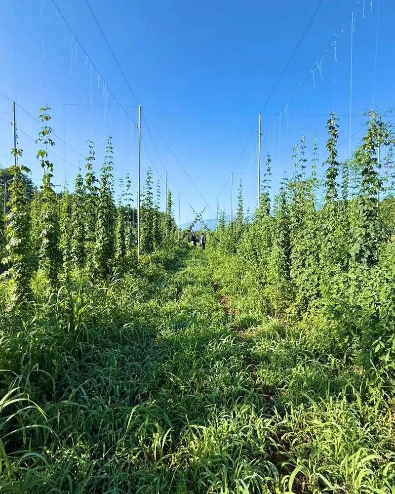 Far Yeast Brewing starts fresh hop brewing for Farm to Brew with Kobayashi Hop Farm