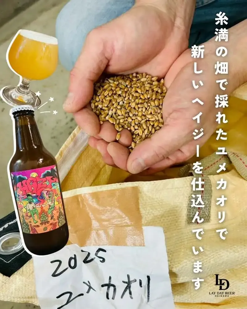 レイデイビール、糸満産ユメカオリで新作ヘイジー仕込みを報告