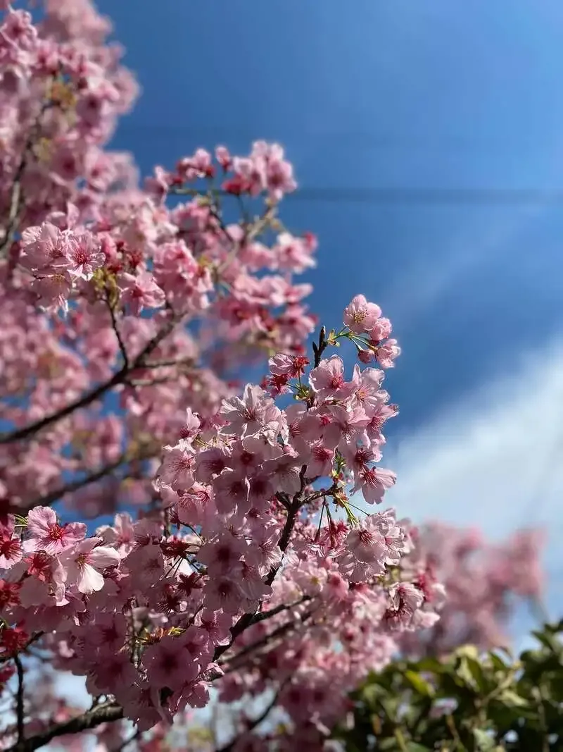 麦酒宿 ランドリーでサンクトガーレン「さくら」樽生が開栓