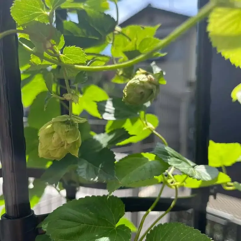 Tsuji Brewing in Chigasaki to pour Kiwi IPA and more on July 8