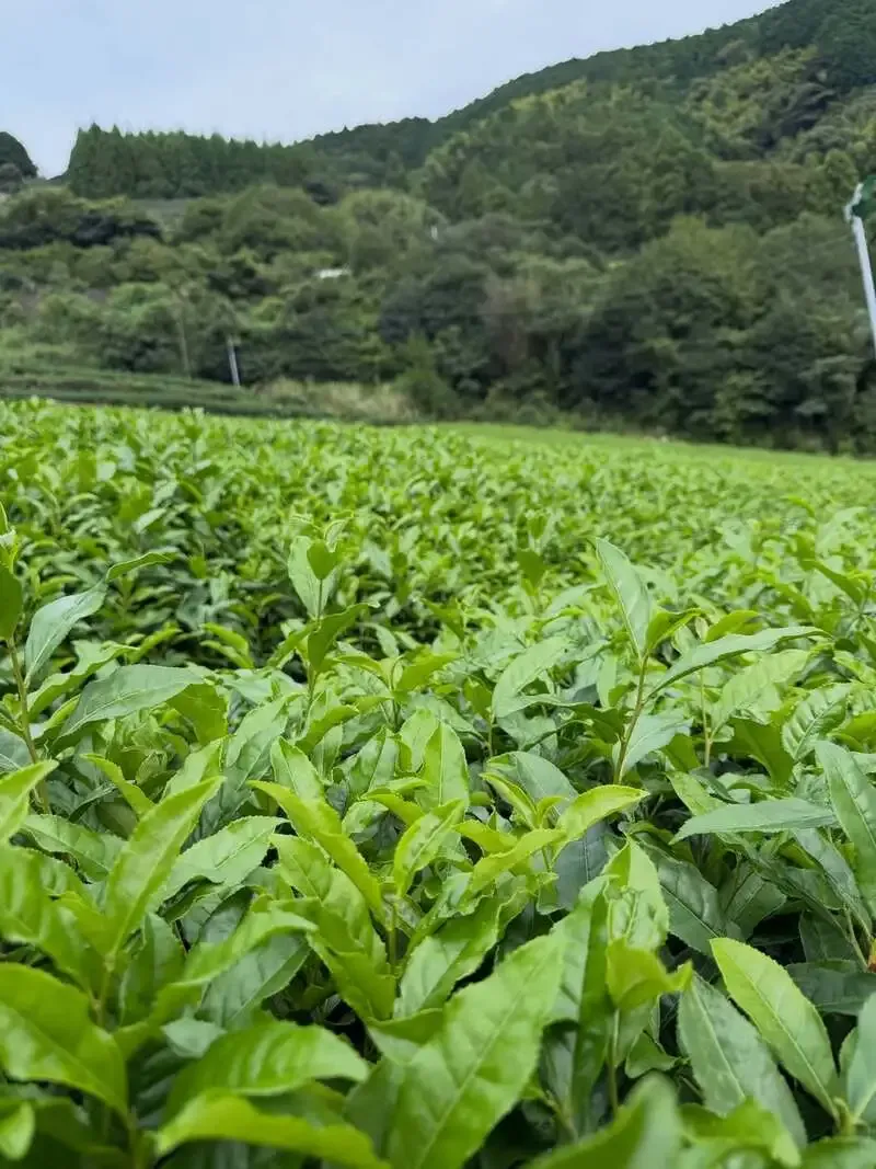 久我山のMountain River Breweryで緑茶エール「茶飯事」を醸造