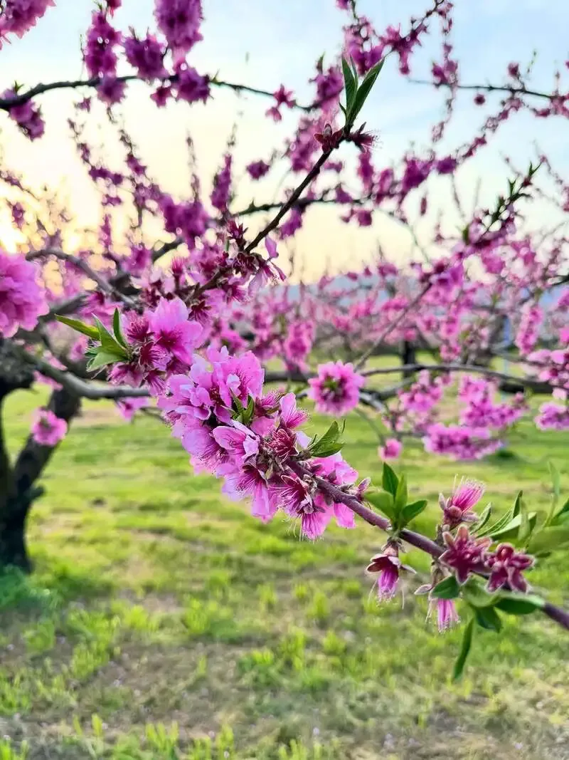 半田銀山Breweryで桃のビール『暁』が登場　上町CHEERSの春の一杯