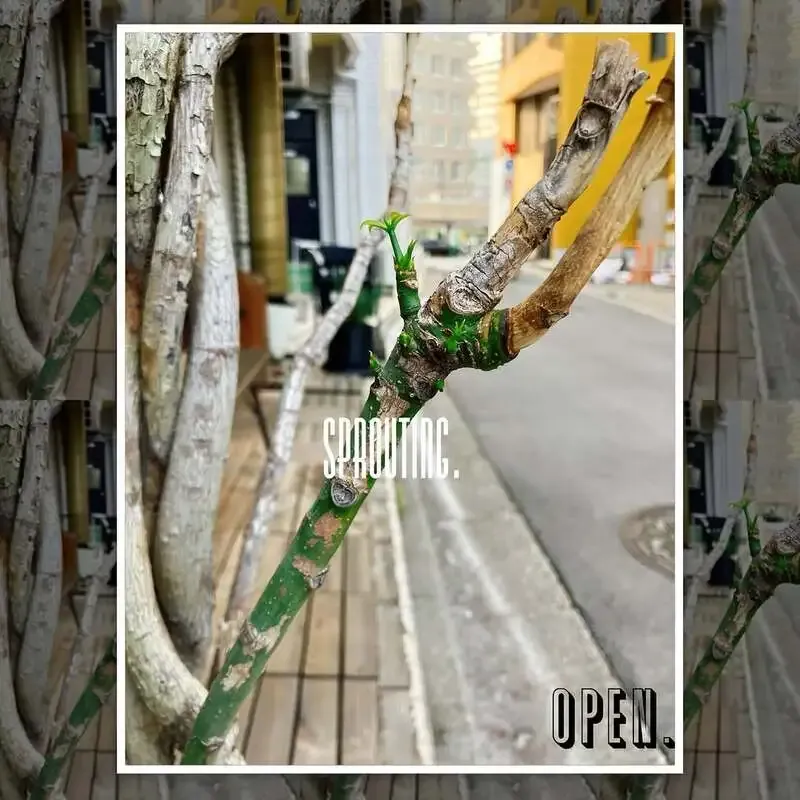 目黒のCraft Beer & Wine THE DODO HOUSE、4月17日タップリストに国産8銘柄