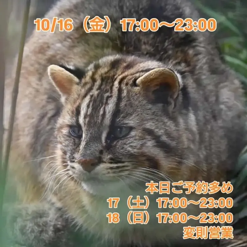 三鷹・Beer Pub ねことあざらしで10種のクラフトビールが開栓