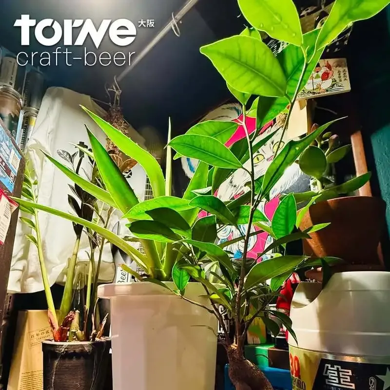 大阪・天六のtorne_craftbeerでナイトロ版アイリッシュレッドエール開栓、GWは京都出店