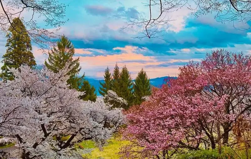 長野ブルワリー、往生地公園の桜見頃と4月11日・12日の営業を案内