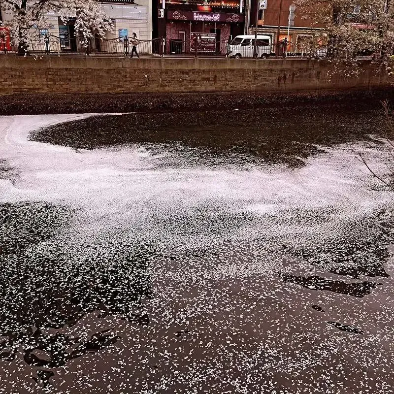 Craft beer kitchen 心の月、4月8日投稿は春景色を公開