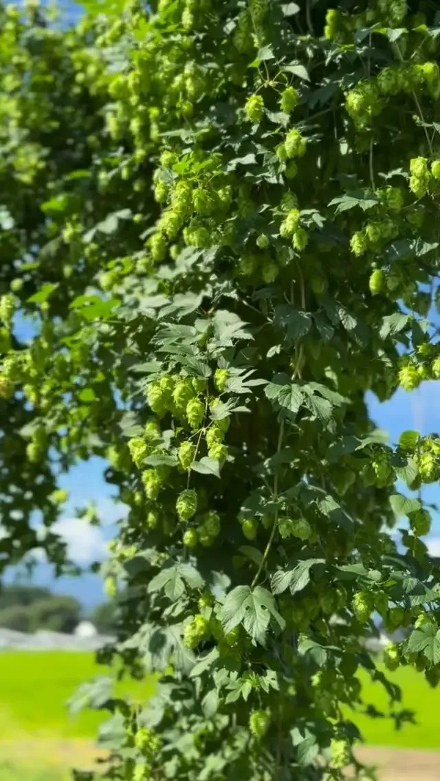 サンクトガーレン、フレッシュホップIPAを野菜の日に紹介