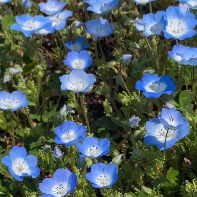 Craftbeer Sloth Houseで横浜綱島桃エールなど7種を提供