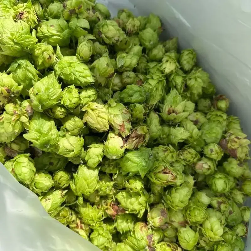 CARVAAN Brewery taps Hanno-grown Fresh Hop IPA