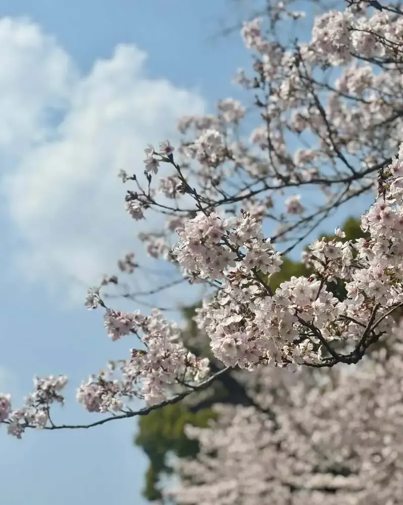 吉祥寺P2B Haus、CTO IPAやAKIRA ACTなど春向き12タップを案内