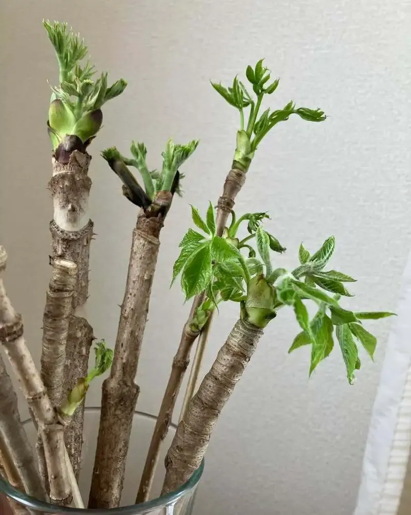 Craftbeer&cafe 蔵くらで箕面ビールら4種が新規開栓、4/30まで提供