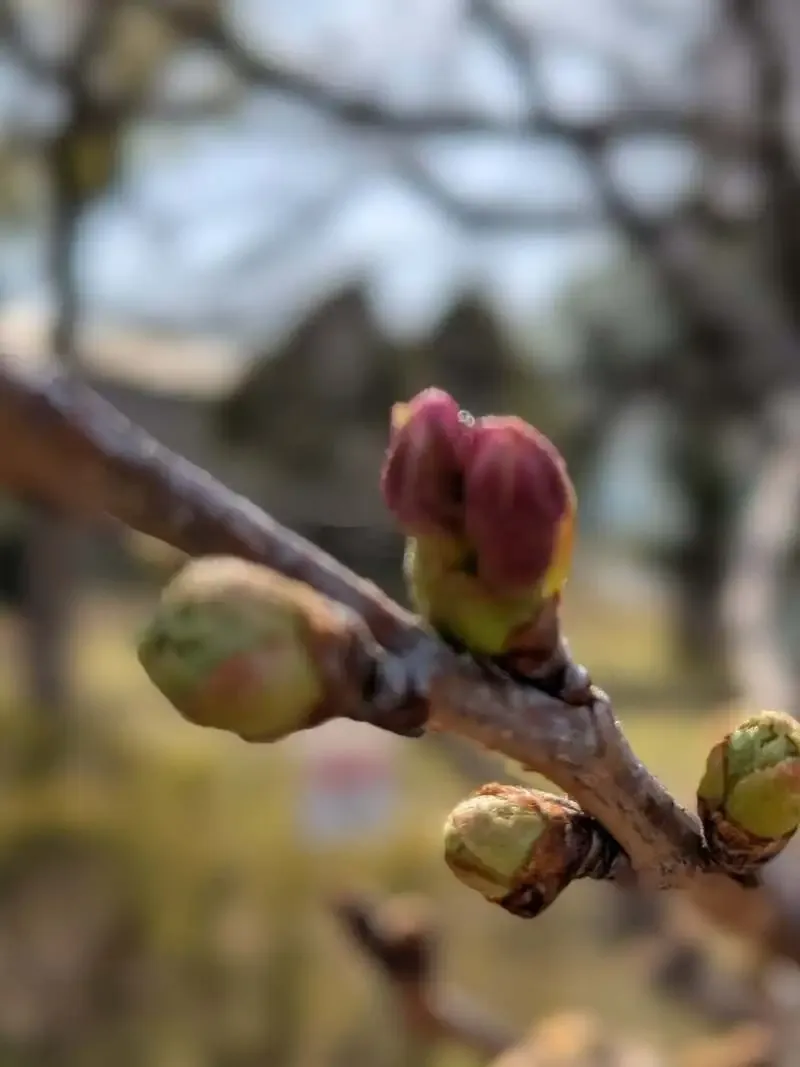 花園クラフト、桜の開花前線に合わせ夜桜ビールナイトを3月25日開催
