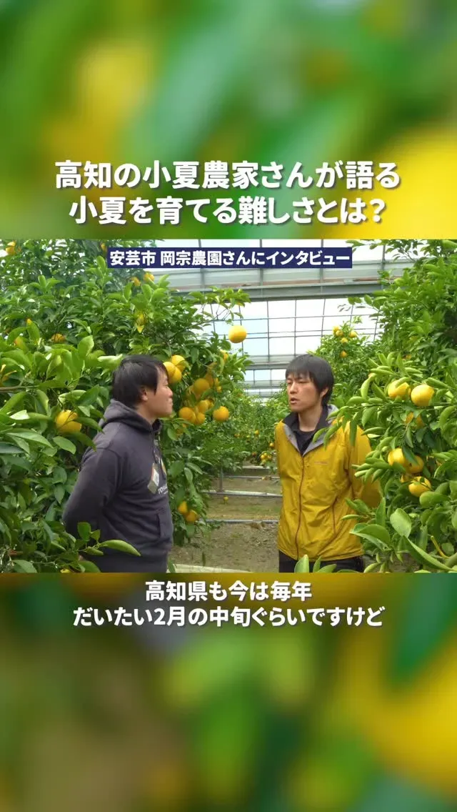 高知カンパーニュブルワリー、岡宗農園と小夏のコラボビールを4月2日発売