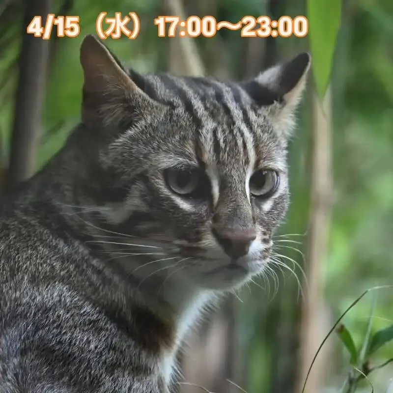 Beer Pub ねことあざらし、4/15にベアレン「Schwarz」など10種を開栓